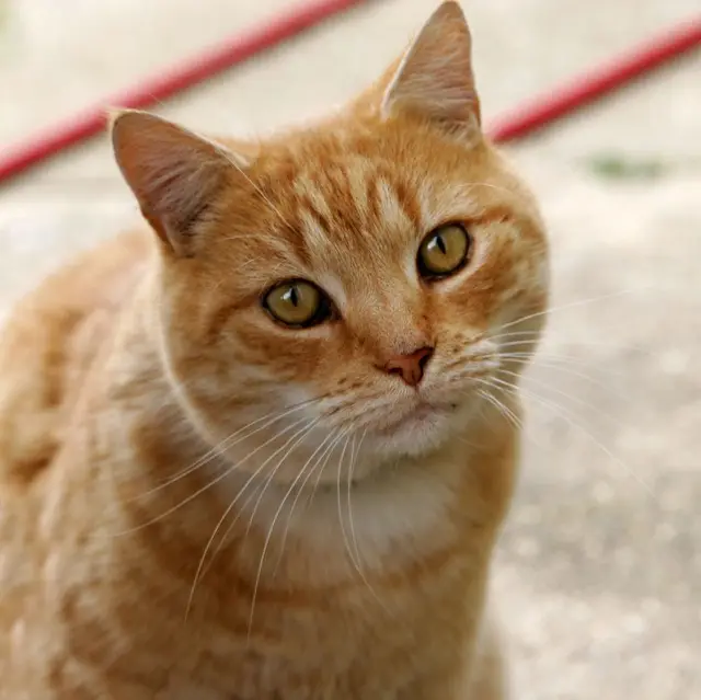 Cat photo poster example for classroom or study space